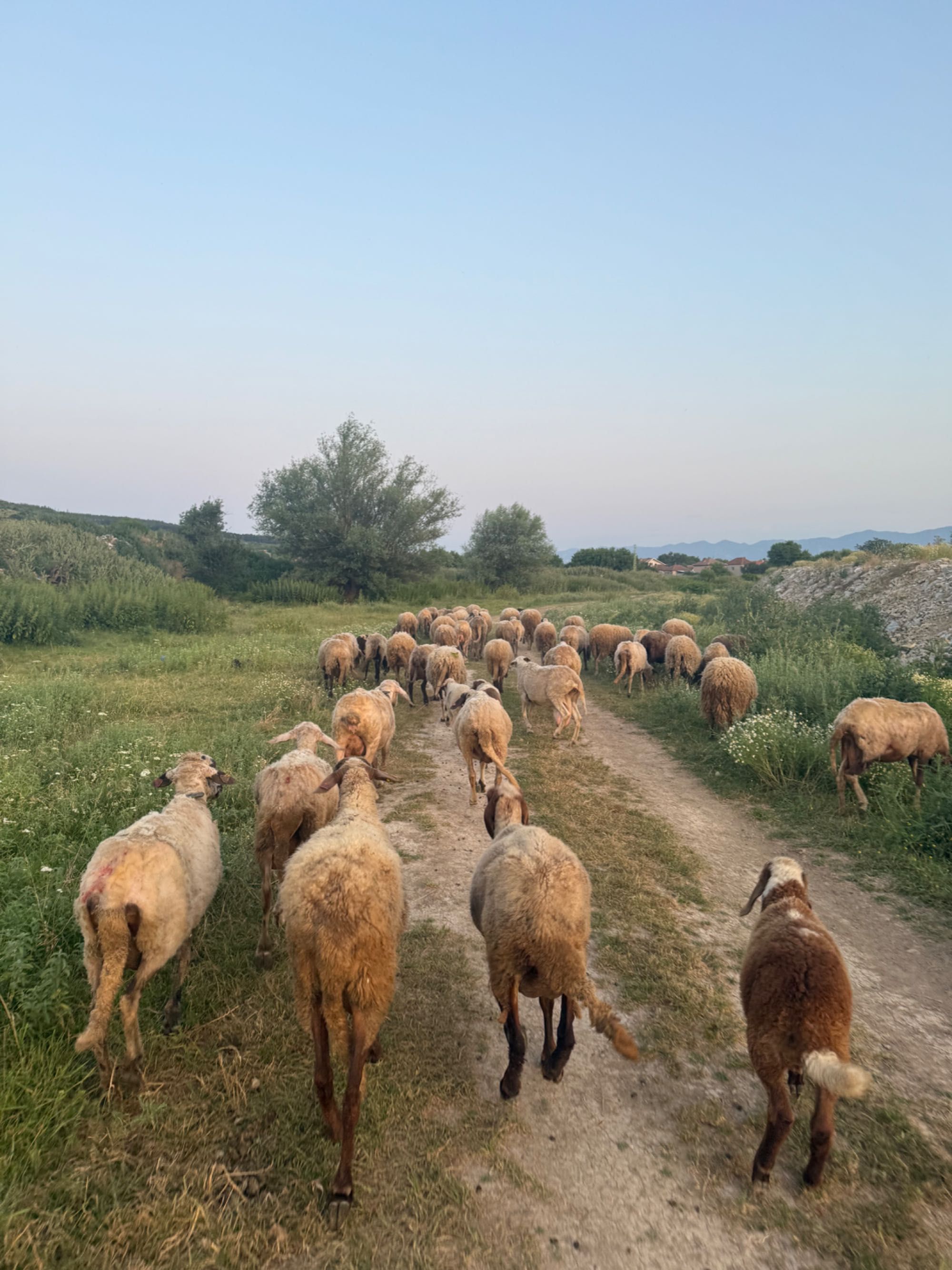 Продавам млади Овце
