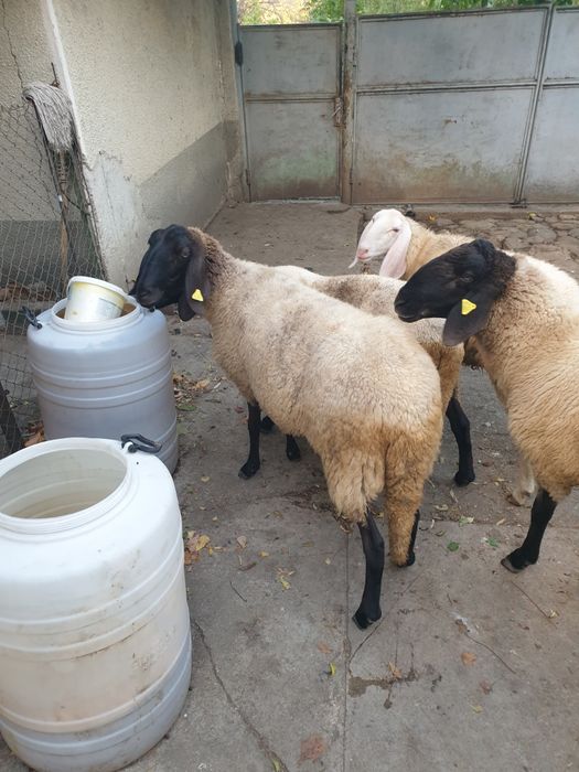 Vand sau schimb berbec Carabas