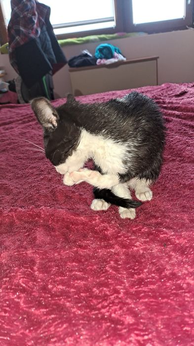 Подарявам коте на 2 месеца женско