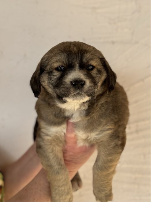 Щенки 1 месяц — отдадим бесплатно в хорошие руки!