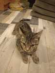отдам котёнка даром в хорошие руки