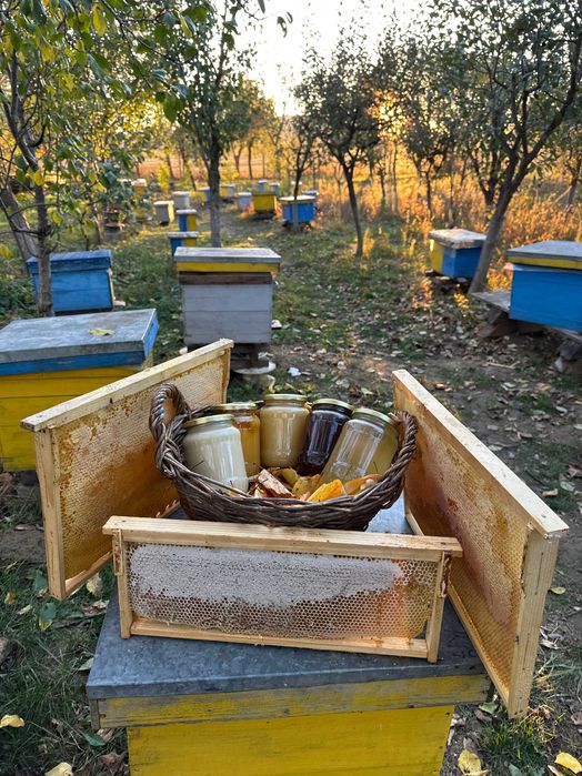 Vând miere de tei 100% naturală - 2025 - stupină proprie
