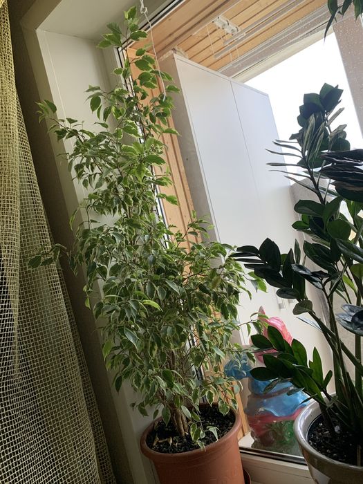 Прдам комнатные растения , большие для дома или офиса.