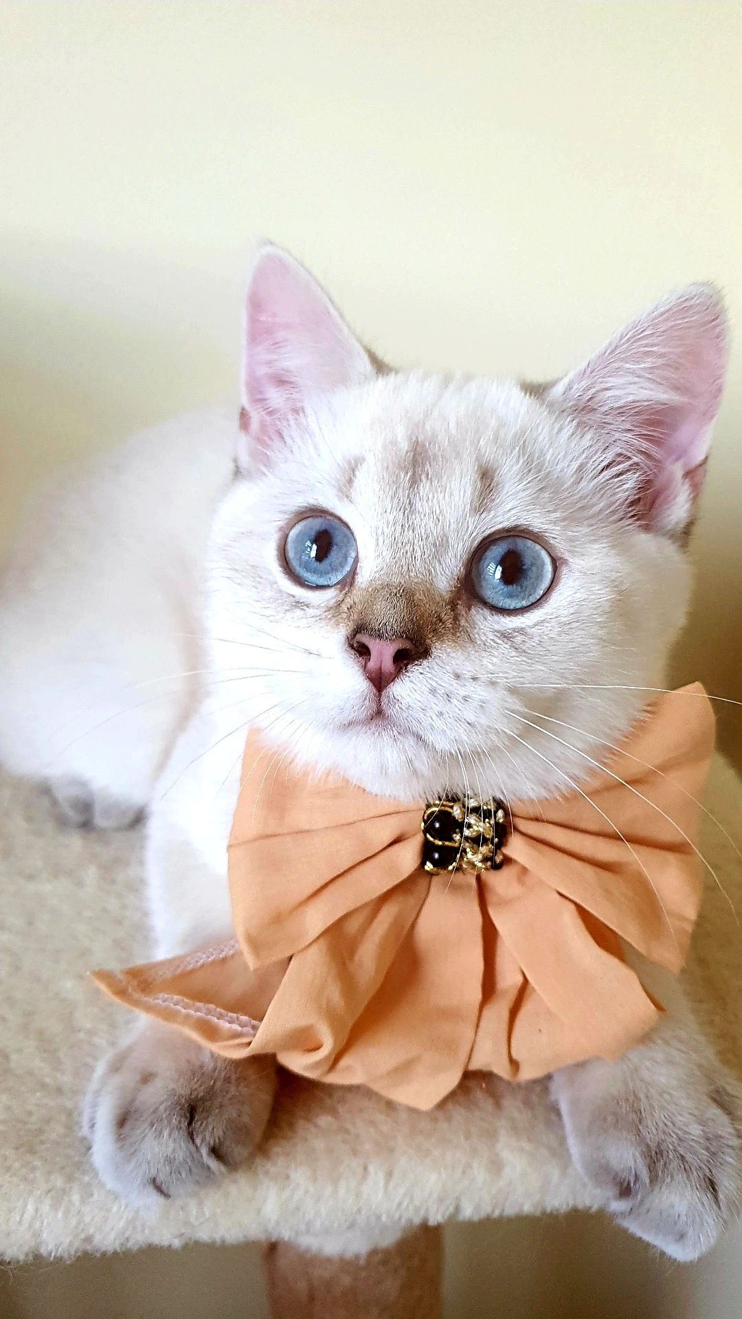 British shorthair cu pedigree