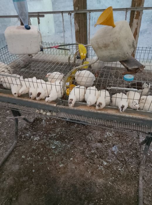 Vând cușcă dubla sau simpla prepelițe