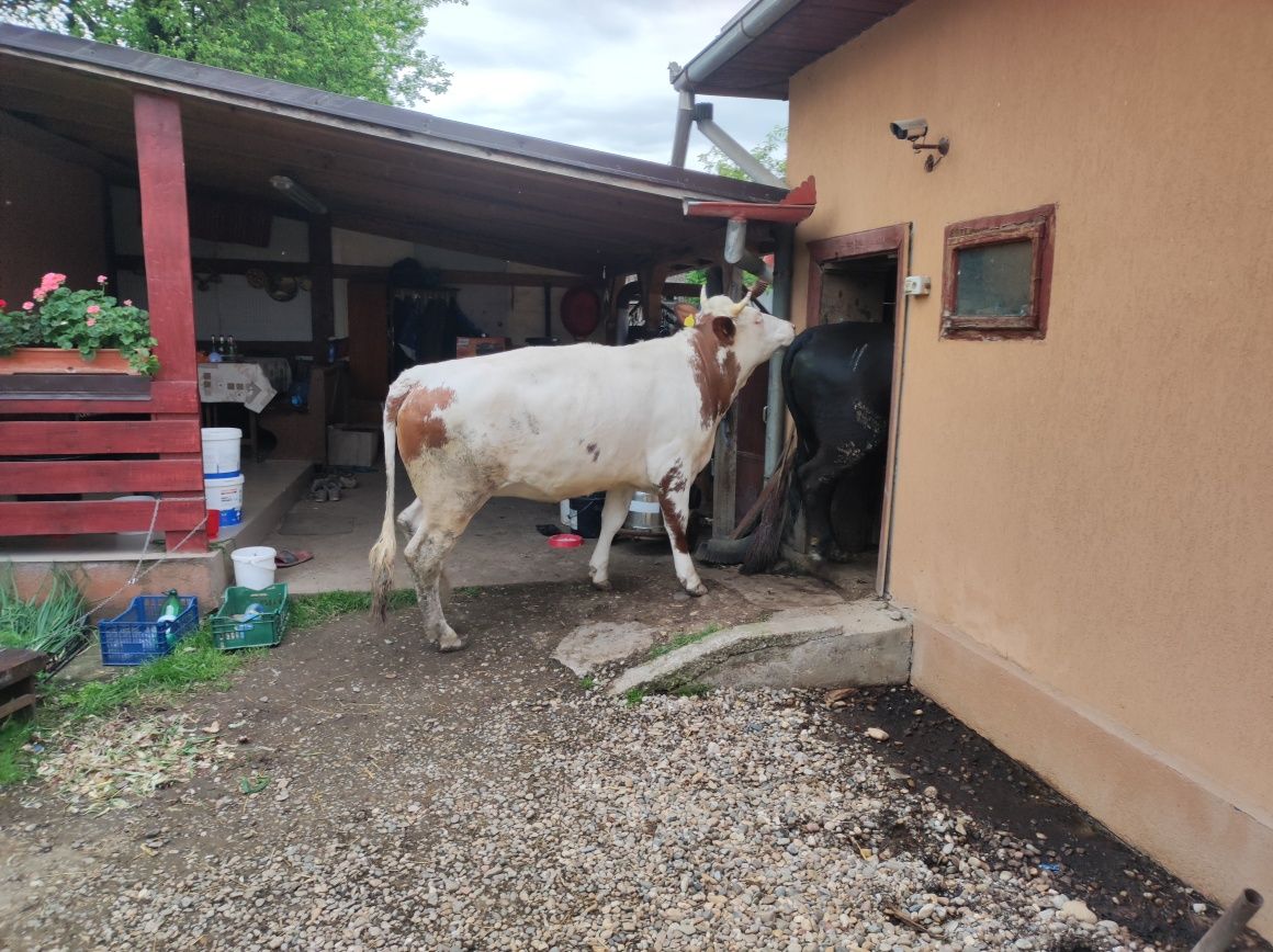 Juninci gestante in luna a 8 a, de vanzare.