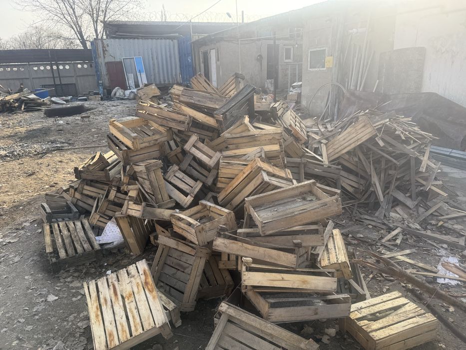 Деревья бесплотна