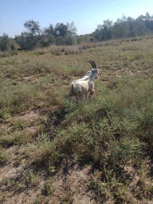 Продам козлов  есть  маленькие есть большие