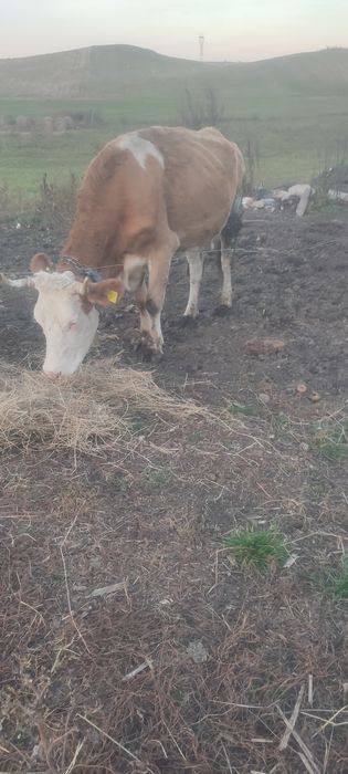 Vînd vaca de 5 ani