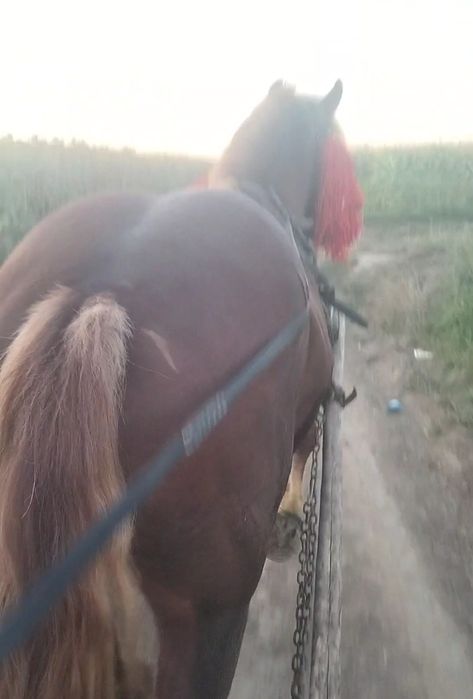 2200euro negociabil  Roman judetul Neamț