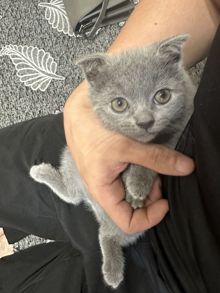 Продам породистых котят