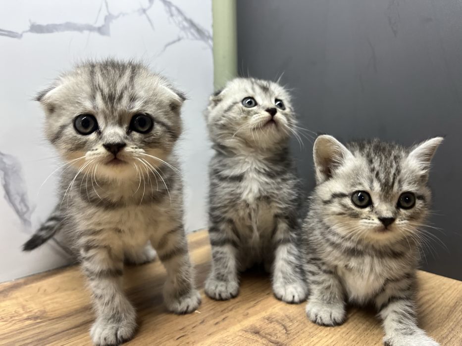 British shorthair chinchilla cat 2 oylik