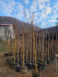 Dud ornamentali ( morus alba )