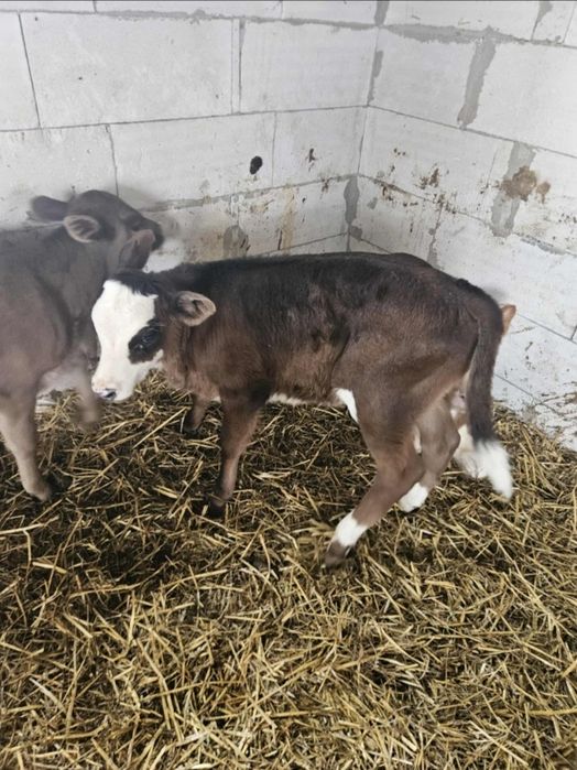 Vând vițeiiiiii...