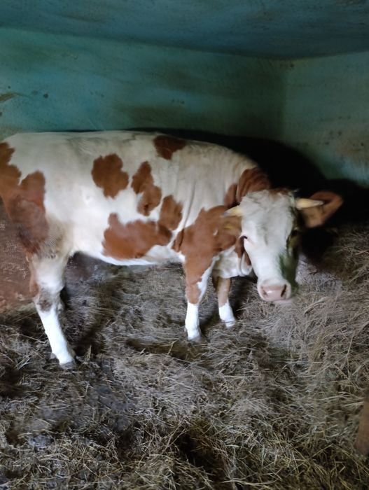 Vaca gestanta in 7 luni