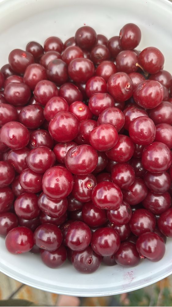 Продам вишню домашняя