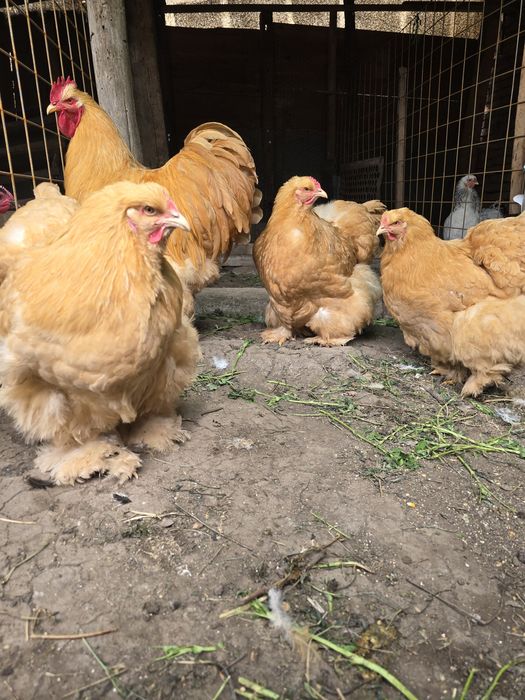 Familie gaini  cochincina urias