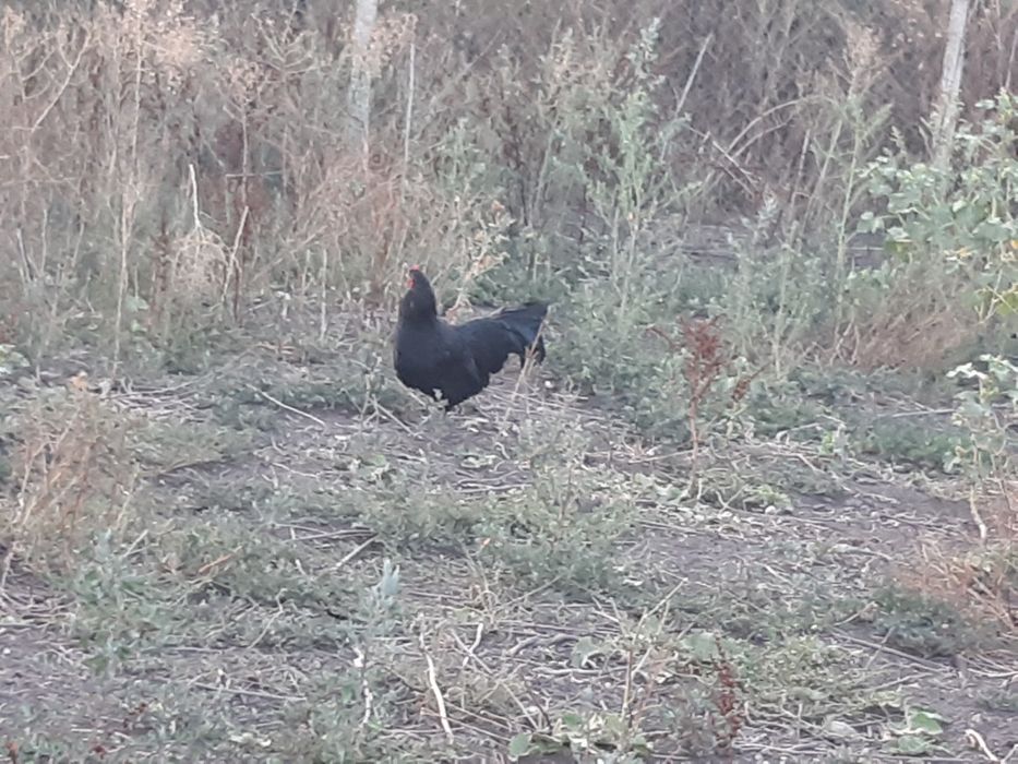 Australop de vazare