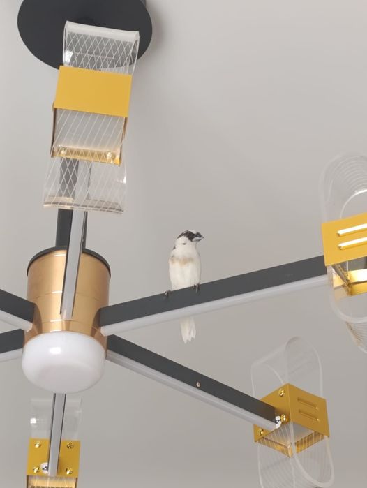 Японские амадин .