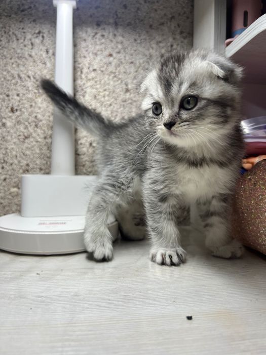 В продаже котята, шотландские вислоухие Скотти Фолл