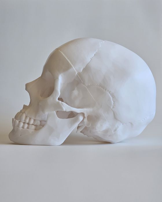 3D Принтиран анатомичен модел на череп