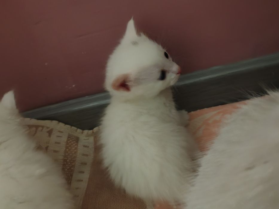 Отдам котят в добрые руки