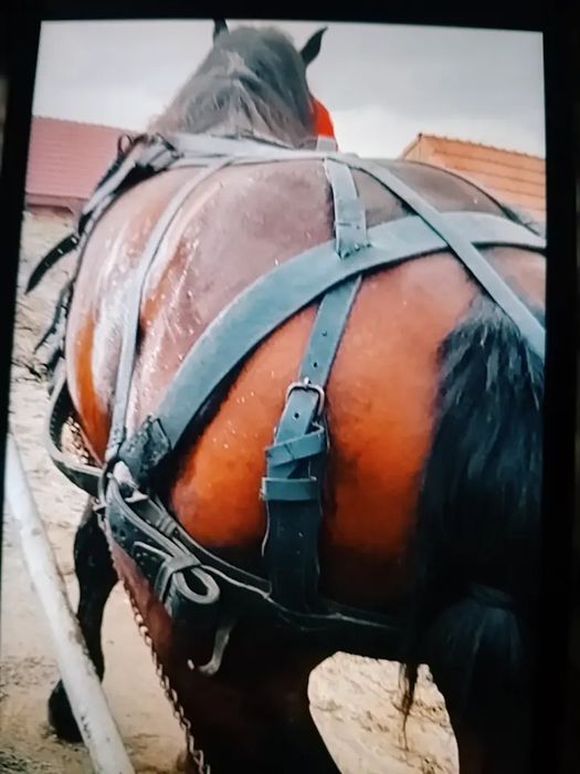 Vând cal bună  blând