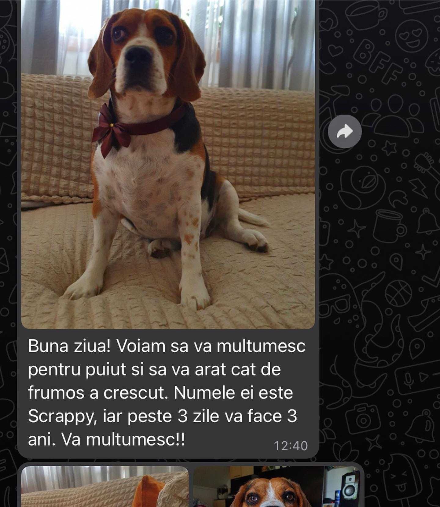Pui rasa Beagle tricolor si bicolor