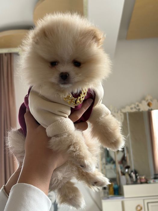 Мини Померан 3 месеца