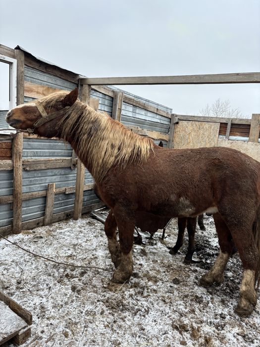 Айғыр 9лет ездовой