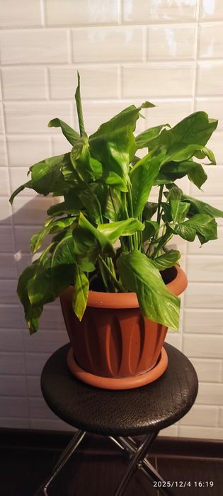 Спатифилум. Женское счастье