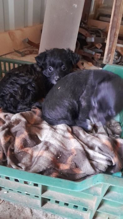 Cățeluși își cauta o casă nouă de sase saptămâni