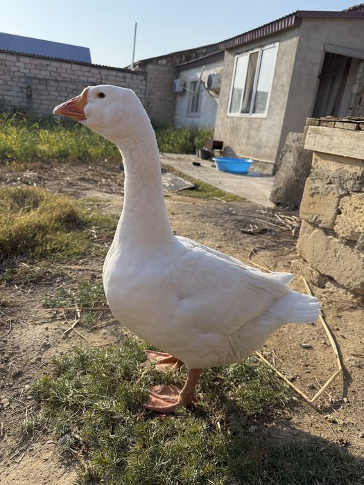 Қаз сатылады үлкен