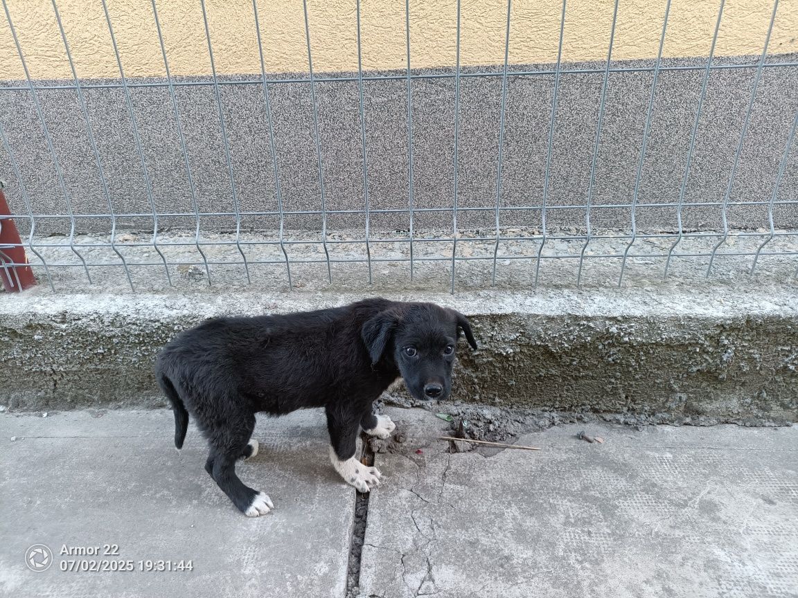 Donez cățel șorecar