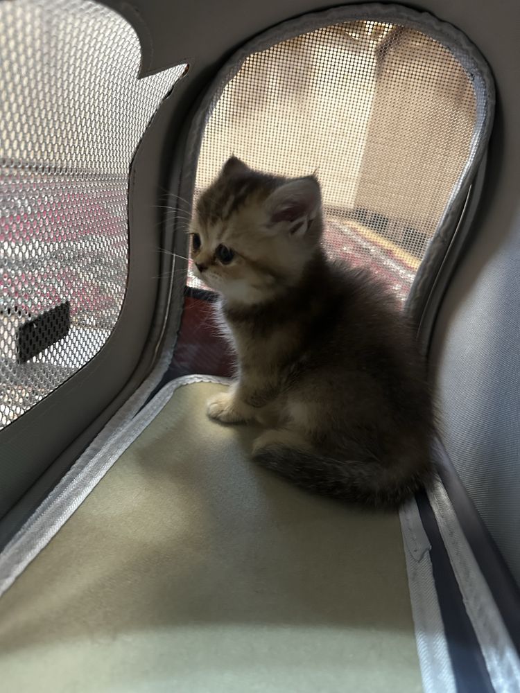 Продаются котята, полтора месяца