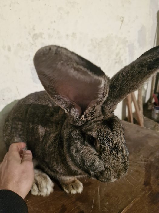 Vând iepuri urias german