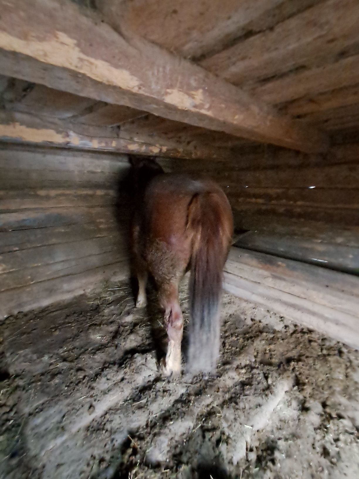 Vand 2 manzii unu castrat de 3 ani și un Armasar de 2 ani