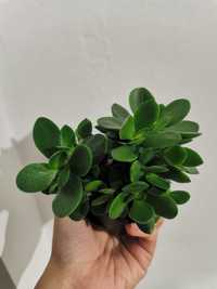 Suculente - crassula, haworthia, gasteria, pithaya