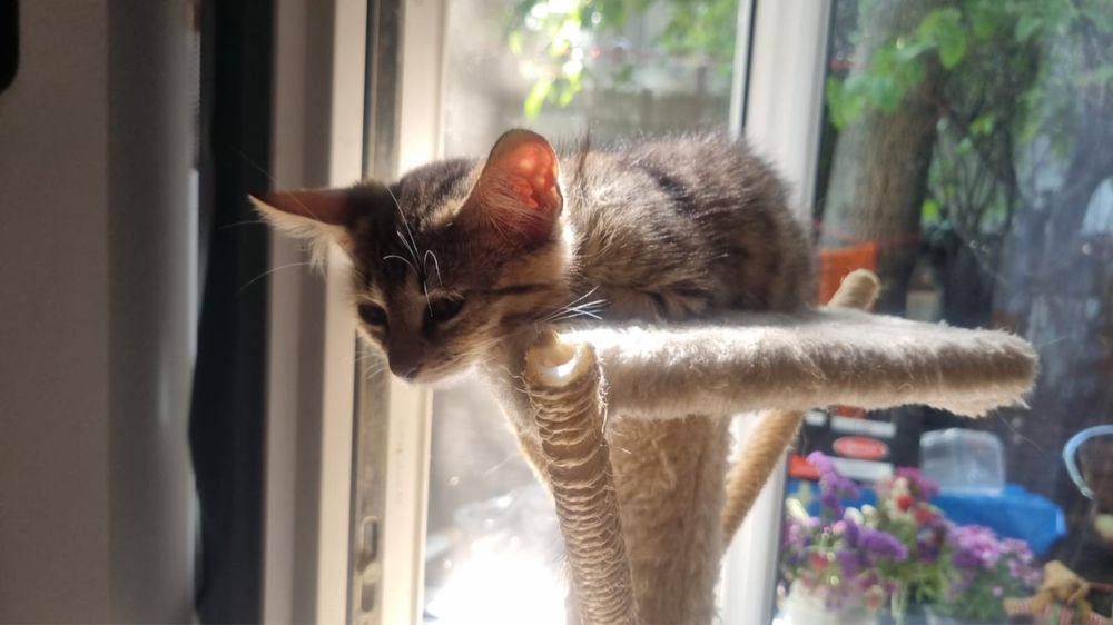 dau in adoptie pisicute (1 baietel 4 fetite)