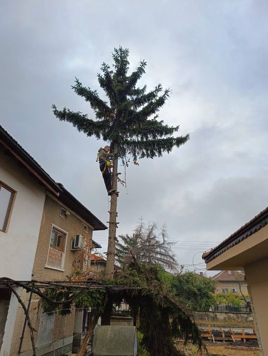 Реже ,кастри опасни дървета !!!