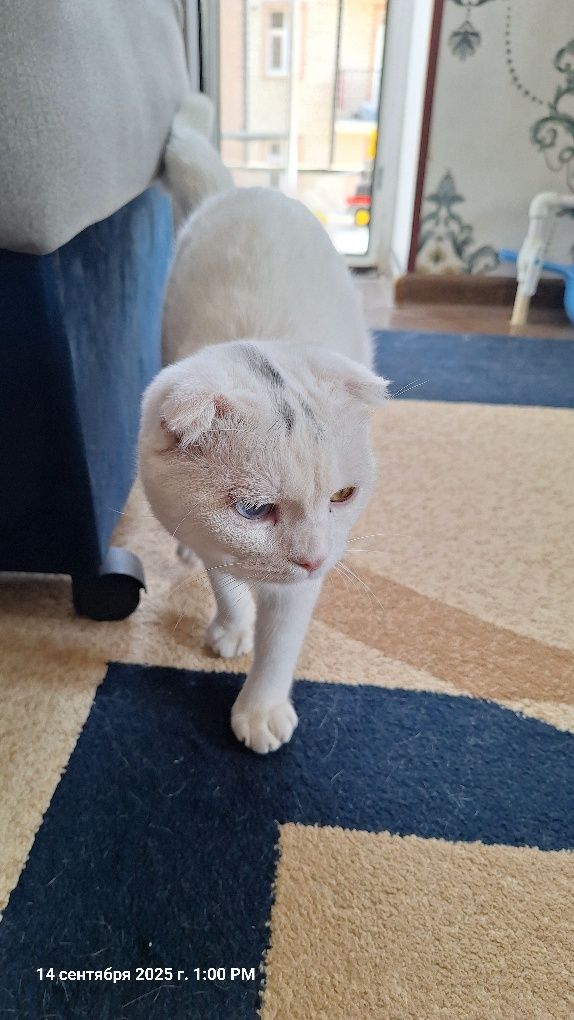 Котенок годик послушны
