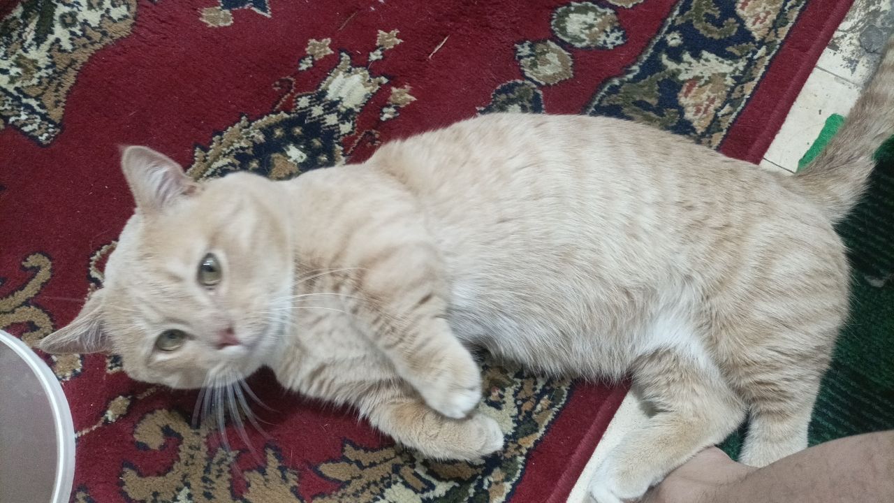 Mushuk / Кот   .