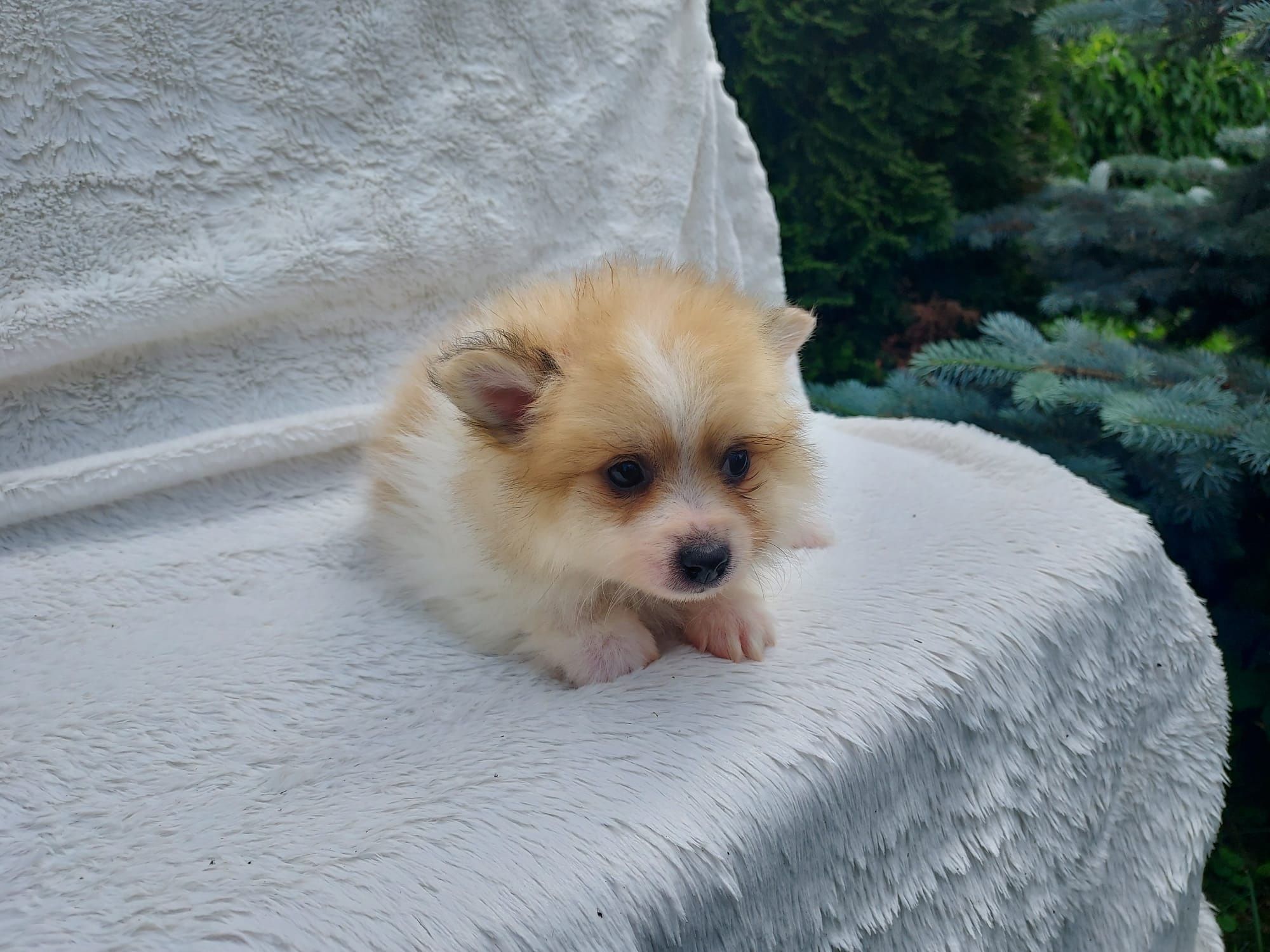 Pomeranian BOO Băiat