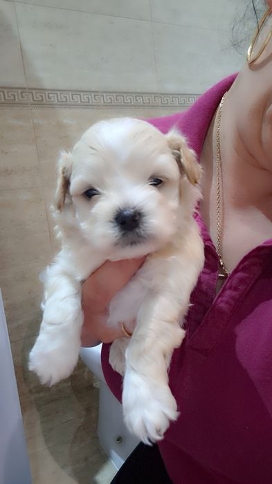 Bichon havanez cu pedigree