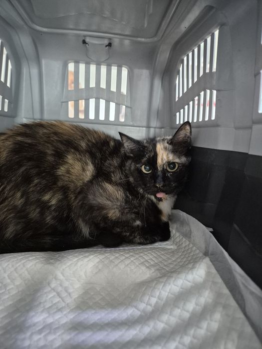 Maia, pisica cea cuminte