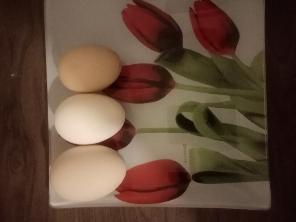 Домашние яйца куриные