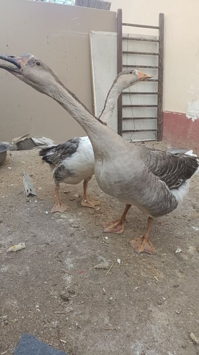 Sotiladi optomga donagayam