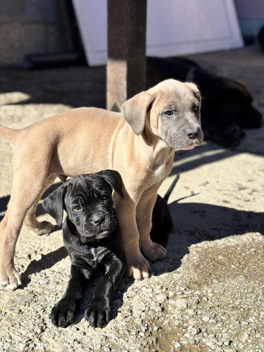 Кане Корсо/Cane Corso