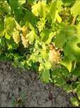 Vand struguri de vin