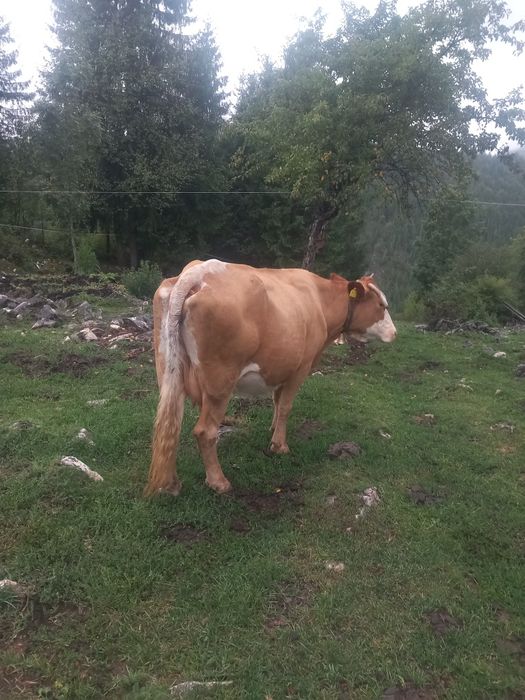 De vânzare două vaci
